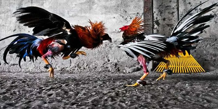 Hướng Dẫn Cách Chơi Đá Gà GA28 Tại SODO Dành Cho Người Mới